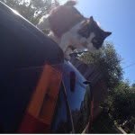 Ernie The Cat - @ernie_gill - Instagram
