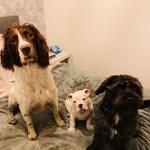 Ernie, Dotty & Gordon Ramsey - @ernie_springerspaniel - Instagram