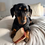 Sir Ernest Edwin Gordon - @ernie.the.dachie - Instagram