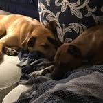 Ernie & Honey Green - @greenpuppers - Instagram