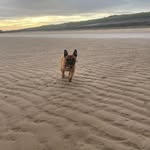 Ernie Green - @erniegreenfrenchie - Instagram