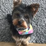 Ernie Green - @ernietheteacupyorkie - Instagram