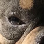 Ernie Guzman - @outlaw_bulliez01 - Instagram
