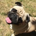 Ernie Burns Harrison - @apugcalledernie - Instagram