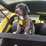 Ernie - @erniethehufflepup - Instagram