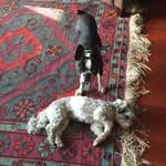 Ernie & James - @ernie_and_james - Instagram