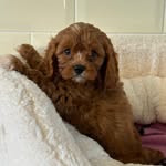Ernie James 🐶 - @ernie_the_cavapoo_pup - Instagram