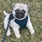 Ernie Kelly - @erniethepuggy - Instagram