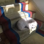 Ernie King The Poodle - @ernieking_thepoodle - Instagram