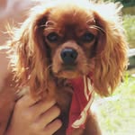 Ernie the "Cavalier" King - @ernie_the_cavalier_king - Instagram