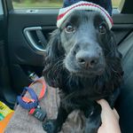 Ernie Lloyd Binns - @big_erniethecockerspaniel - Instagram