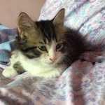 Ernie Moore - @erniemoorethekitten - Instagram