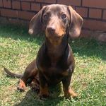 Ernie Reed - @_erniethedashound - Instagram