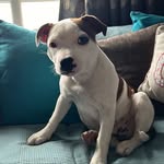 Ernie - @ernie_scottishstaffy - Instagram