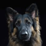 Baby Ernie - @babyerniethegermanshepherd - Instagram