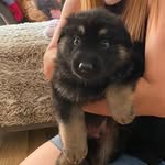 ernie - @ernie_the_german_shepherd - Instagram