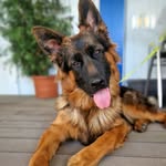 ERNIE - @ernie_thegermanshepherd - Instagram