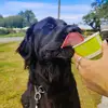 Ernie - @ernie_thegoldenshepherd - TikTok