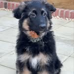 Ernie - @erniethegermanshepherd - Instagram