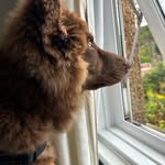 @ernie_shepherddog - Instagram