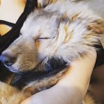 Ernie The German Shepherd - @erniethegsd - Instagram