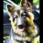 Ernie the German Shepherd. - @ernie_the_germanshepherd._ - Instagram