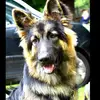 Ernie the German Shepherd. 🐾 - @ernie_gsd - TikTok