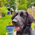 Ernie the Golden Shepherd - @ernie_thegoldenshepherd - Instagram