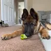 ErnieGermanShepherd - @erniegermanshepherd - TikTok
