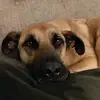 ErnieTheGreatShepherd - @erniethegreatshepherd - TikTok