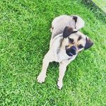 Ernie Watson - @erniethepugalier - Instagram