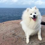 Ernie Wilson - @erniethelittlespitz - Instagram
