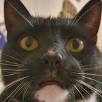 Ernie Wilson - @ernies_fur_family - Instagram