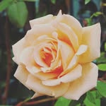 Errol Arthur Dias - @errolarthurdias - Instagram