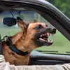 Ervin Moore725 - @k9corpsofconway - TikTok