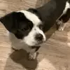 Trying to spite my sister - @brianervinwalker - TikTok