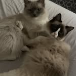 Erwin & Albert the Ragdolls - @erwin_albert01 - Instagram