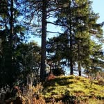 Erwin Berthold - @zirbe1971 - Instagram