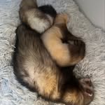 Erwin, Bruno, Stella und Luna - @frettchen_erwin_bruno - Instagram