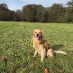 Erwin - @erwin_thegoldenretriever - Instagram