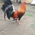 Erwin Guzman - @erwinguzman8404 - Instagram