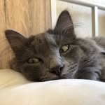 Erwin Hill - @professor_erwinthecat - Instagram
