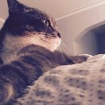 🌼Erwin James The Cat🌼 - @_erwin.james_ - Instagram