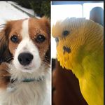 Erwin budgie &Gloria puppy - @erwin_budgie_gloria_kooiker - Instagram