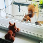 Erwin the squirrel - @erwin_loves_nuts_ - Instagram
