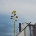 Erwin Meier-Honegger - @giardino.ch - Instagram