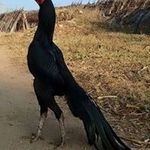 erwin rusli - @erwinrusli - Instagram