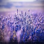 Eryn Levin Bennett - Facebook