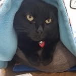 Erin Mills Pet Hospital - @erinmillspethospital - Instagram
