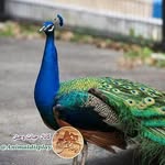 عصمت انصاری فر - @esmat.ansarifar - Instagram